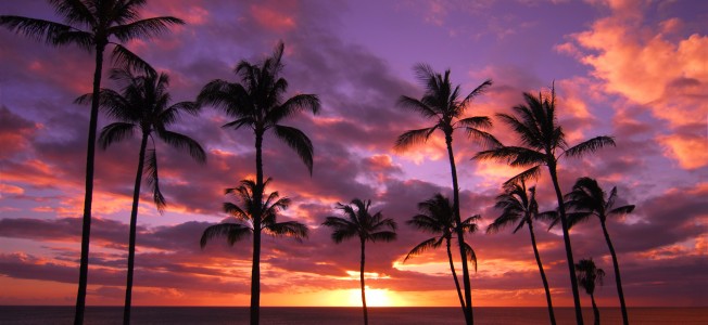 palmtree sunset_shutterstock_8mb