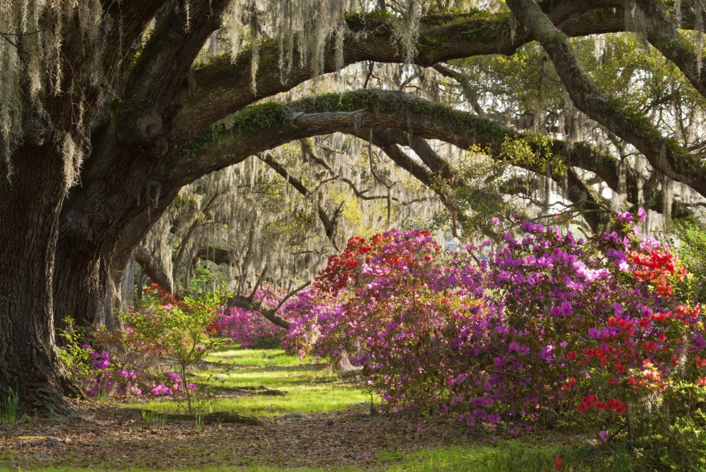 Charleston IstockLarge Resized