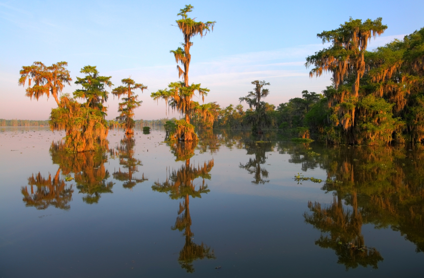 Louisiana Bayou - Lake Martin