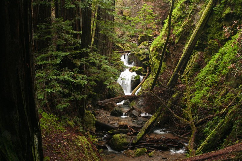 armstrong woods