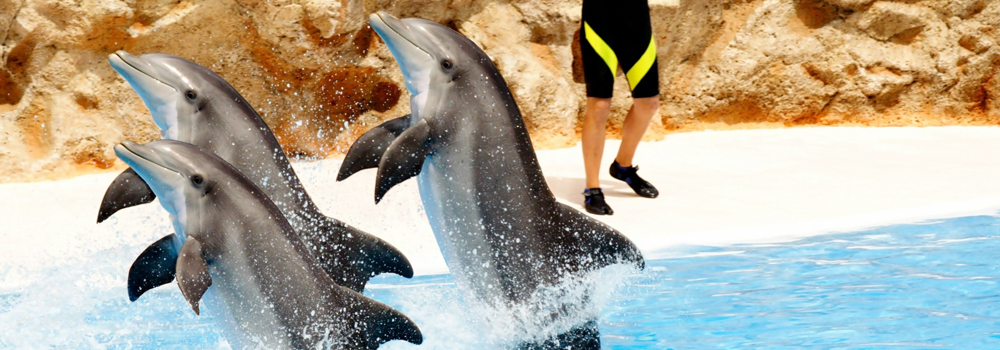 Florida Vacation Packages