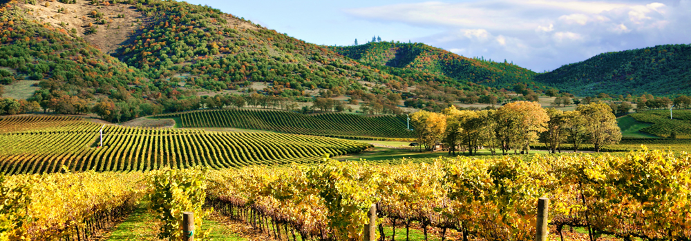 Napa Valley Group Travel - Private Tours