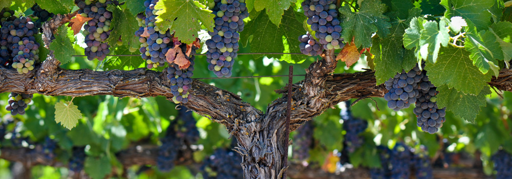 Napa Valley Vacation Packages