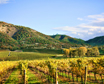 Thum WC PG L2 vineyard fall3 Group Travel Private Tour