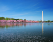 Thumb DC PG_L2 DC cherry blossom Group Travel Private Tour
