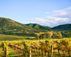 thumbnail-NVVac-L3-3 vineyard fall3 sutter large