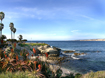 La Jolla Cove with red blooms thumb