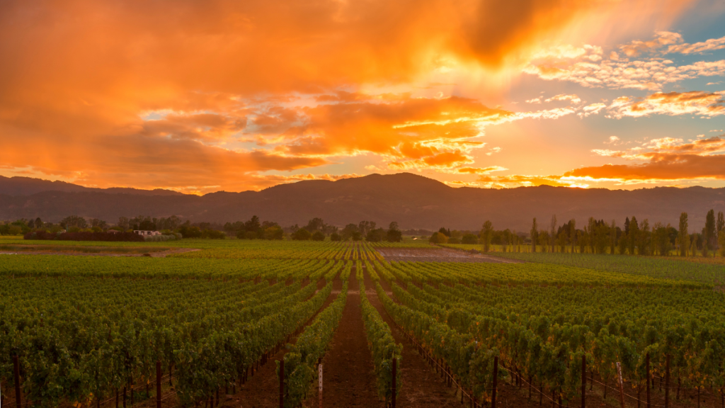 Wine Country tour guide interview