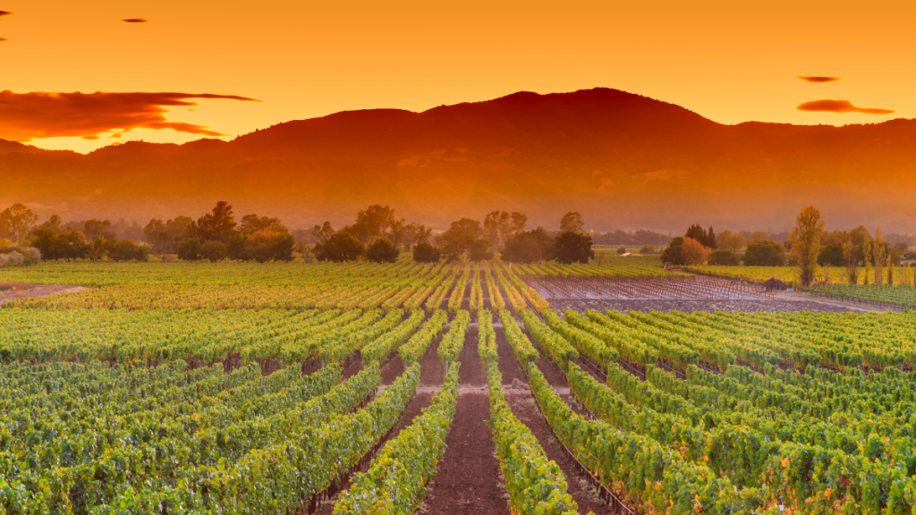 Napa Valley appointment only wineries