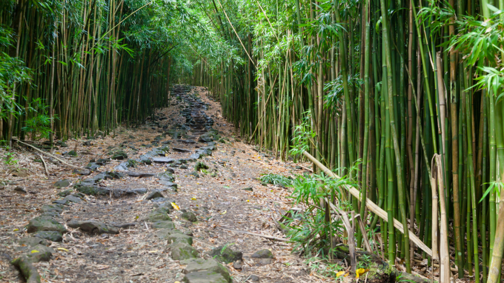 Maui culture and activities