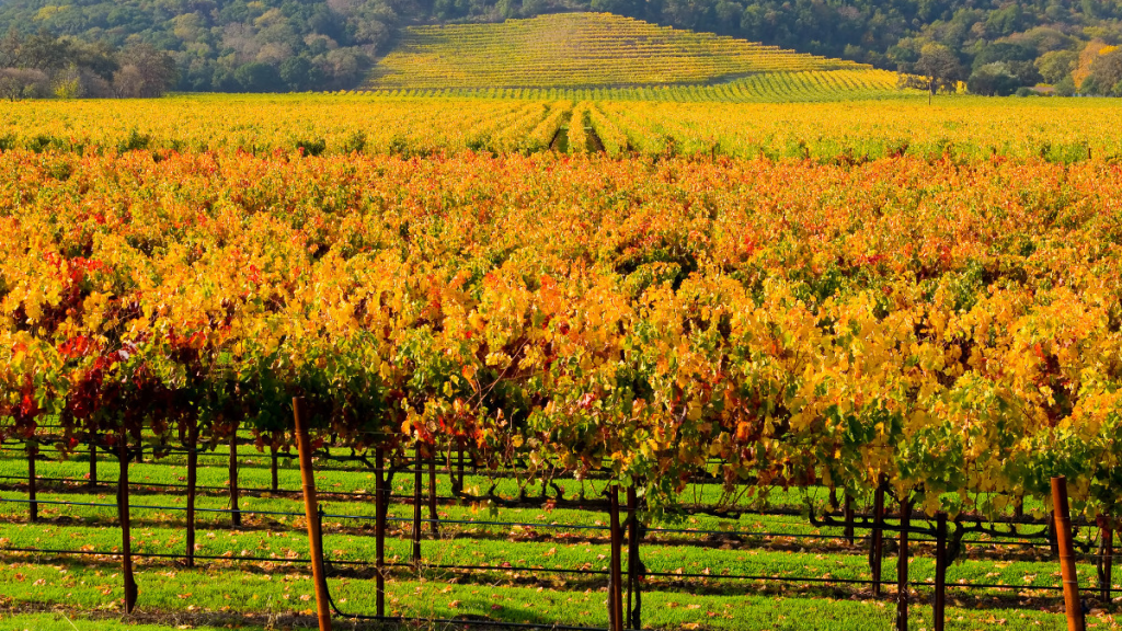 Napa Valley travel