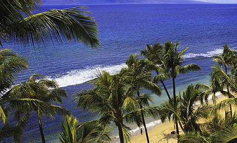 Photo of the palm trees along Hawaiian Beach