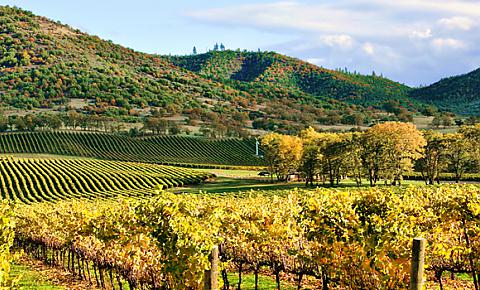 Photo of Napa Valley vineyards