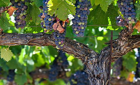 Photo of grapes on the vide at a Napa Valley vineyard